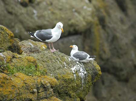 Seagulls Nesting